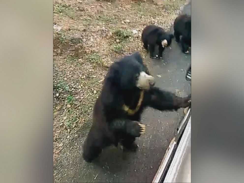 Video Captures 9 Hungry Bears Chasing Food Truck