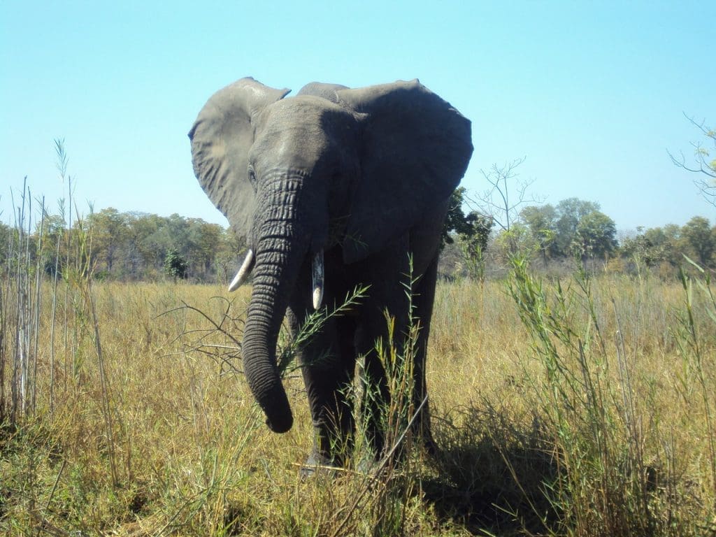 Elephant in Malwai