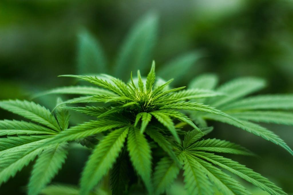 Marijuana Is Brand-new in the State