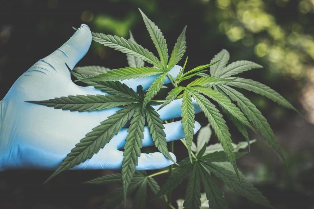 Many Impactful Studies on Marijuana Demonstrate Its Value as Medical Treatment